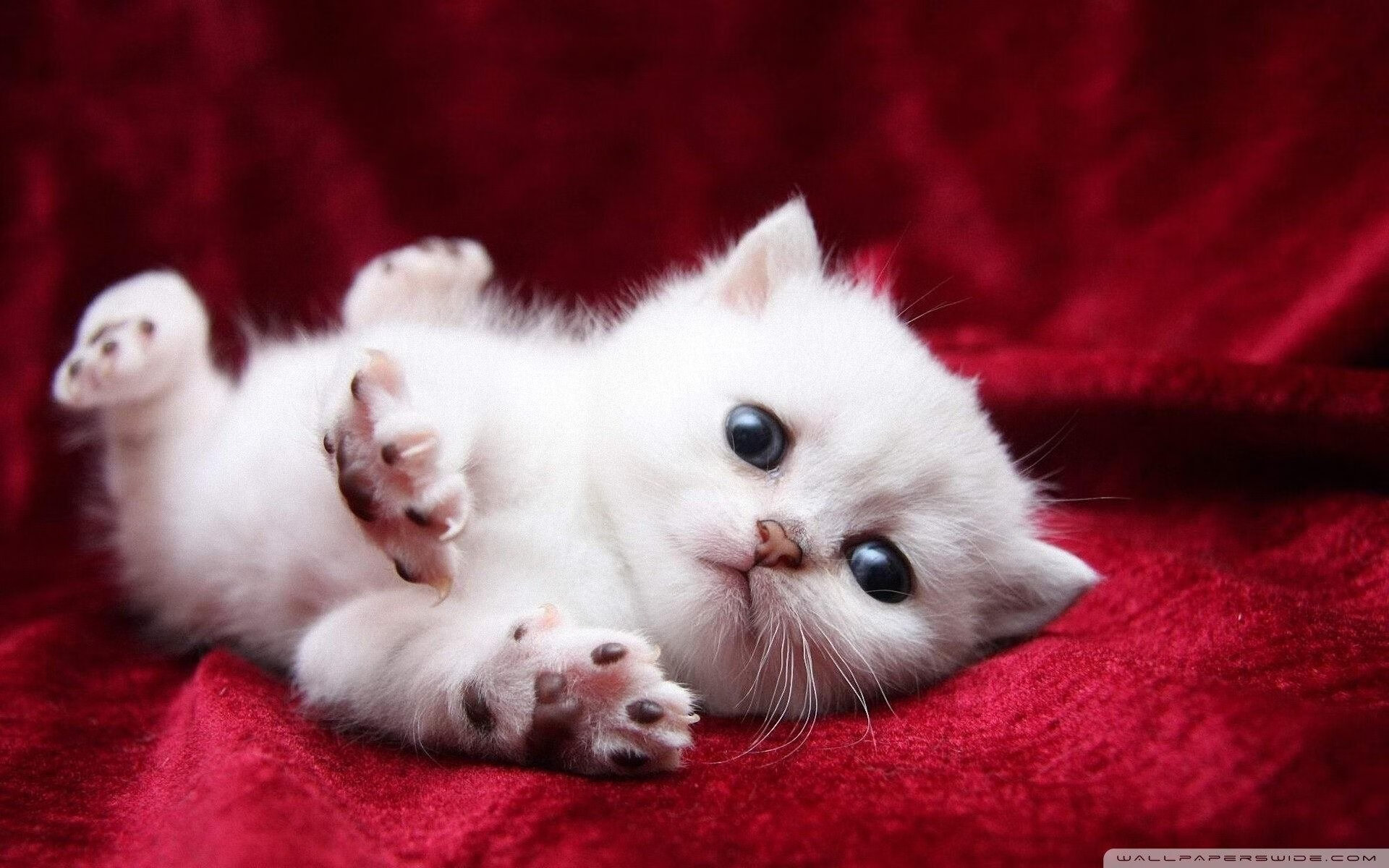 开云官网-蓝军闪电战击溃三狮军团，黄喜灿逆境中闪耀成胜负手