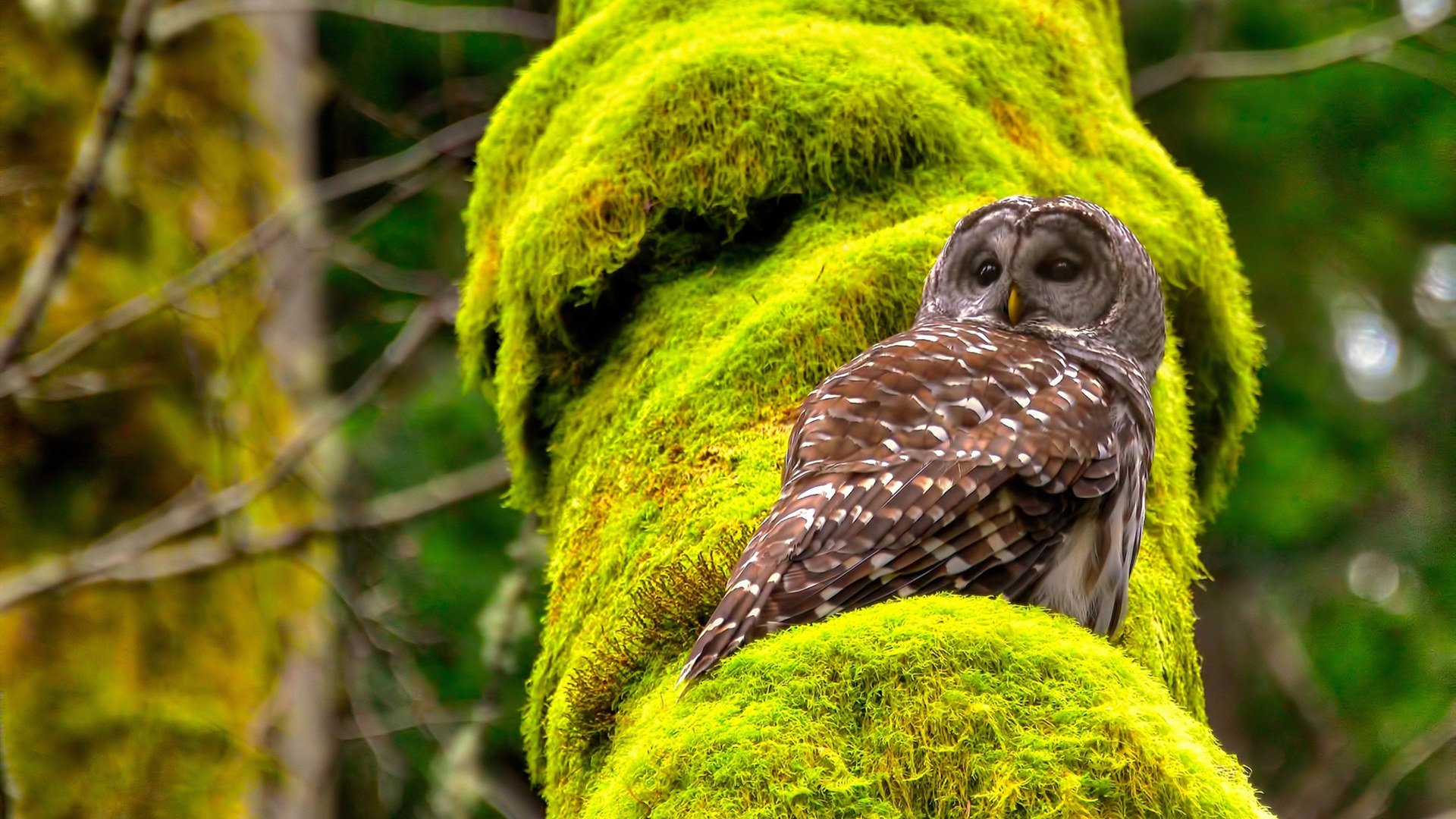 赛道轰鸣与绿茵奔腾,当F1极速邂逅莱比锡铁骑,德国体育的双重奏