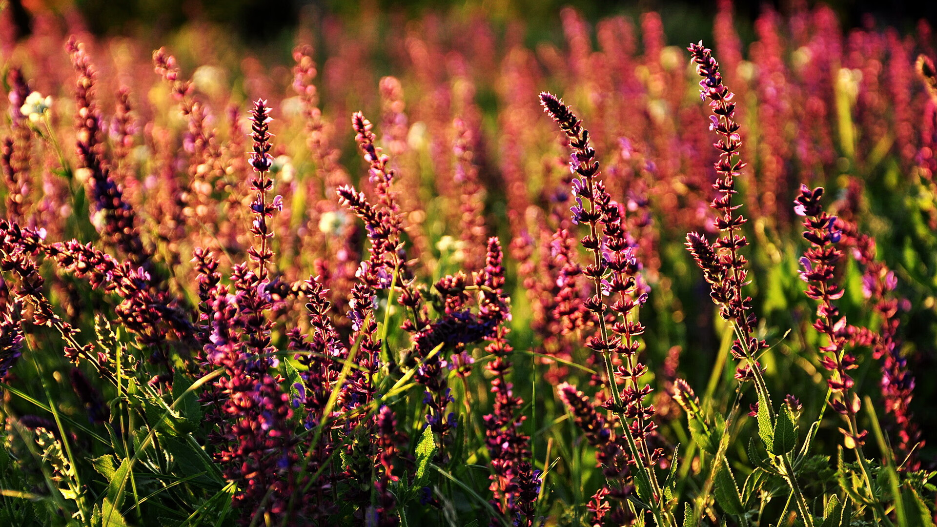 阿什拉夫独造3球！喀麦隆球队加时绝杀皇马，看台领袖亲承，他是非凡天才