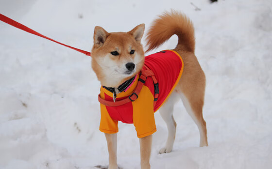 欧冠半决赛之夜,沉默的利刃阿坎吉在攻防两端的隐形统治