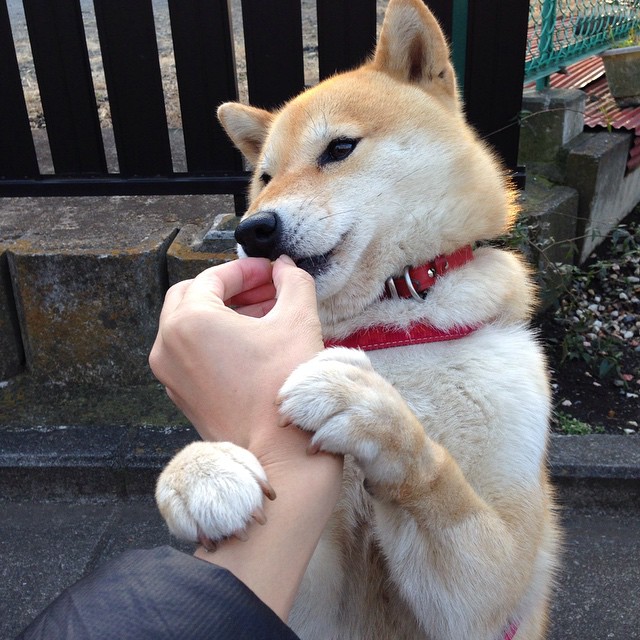 中国黑马淘汰法甲劲旅里昂，伊布化身关键先生铸就历史性胜利