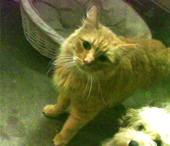 绿茵场上的波斯诗篇，哈弗茨一箭穿心，切尔西险胜波斯铁骑