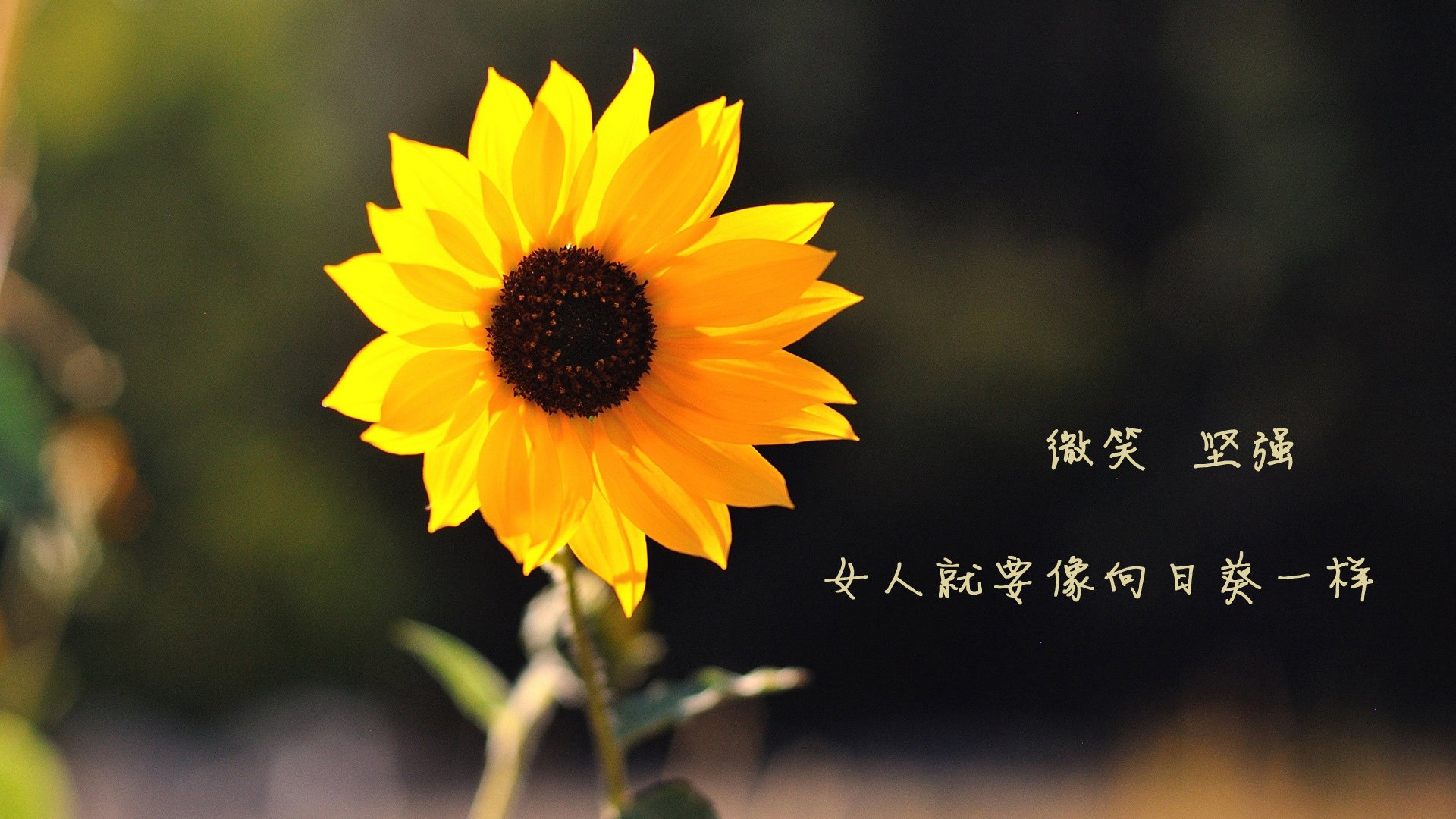 马克西独揽风头，勇士狂胜爵士—NBA今日战报