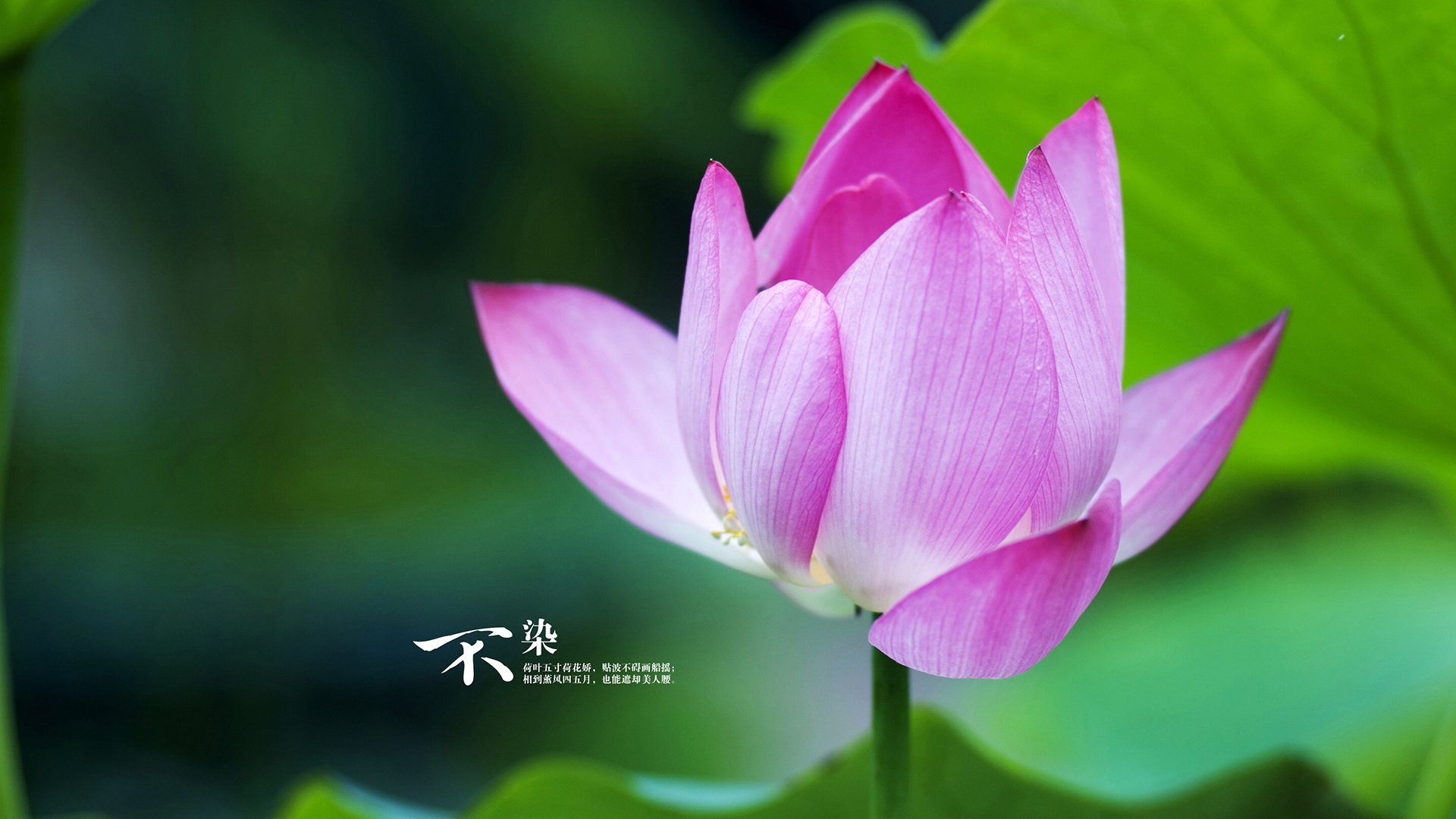 三神归位！湖人淘汰骑士背后，是小贾伦季后赛魔改的天才轨迹