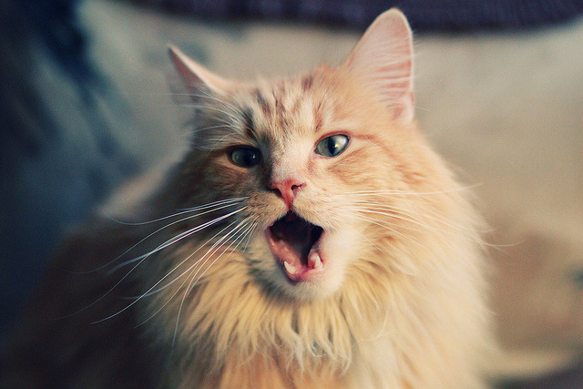 足球双星闪耀，哈弗茨爆发引领个人荣耀，乌克兰击败哥斯达黎加彰显团队力量