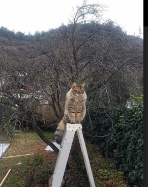 一剑封喉！欧冠半决赛之夜福登诠释何为真巨星