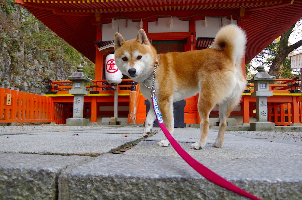临危一剑光寒彻，克莱的绝境重构与胜利的哲学新解