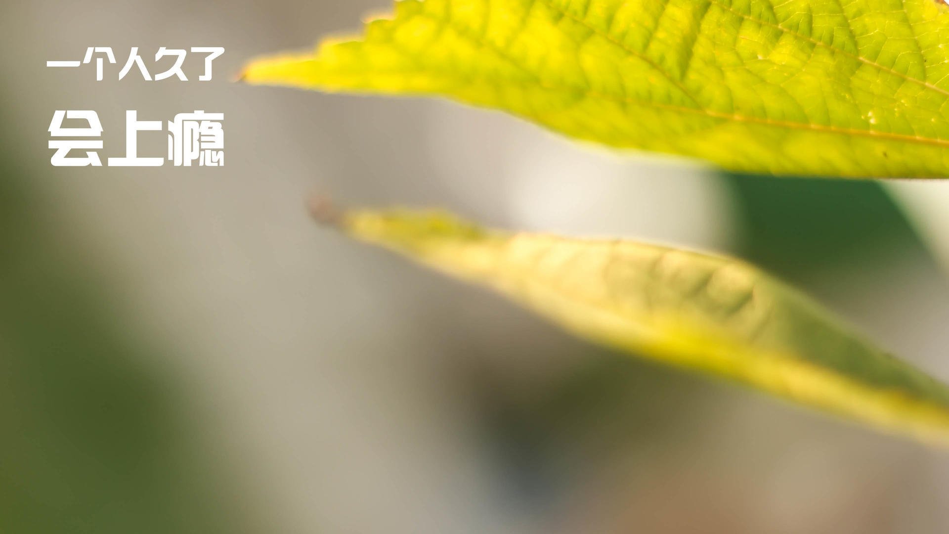 跨洋之战，塔图姆狂砍49分率队征服广厦