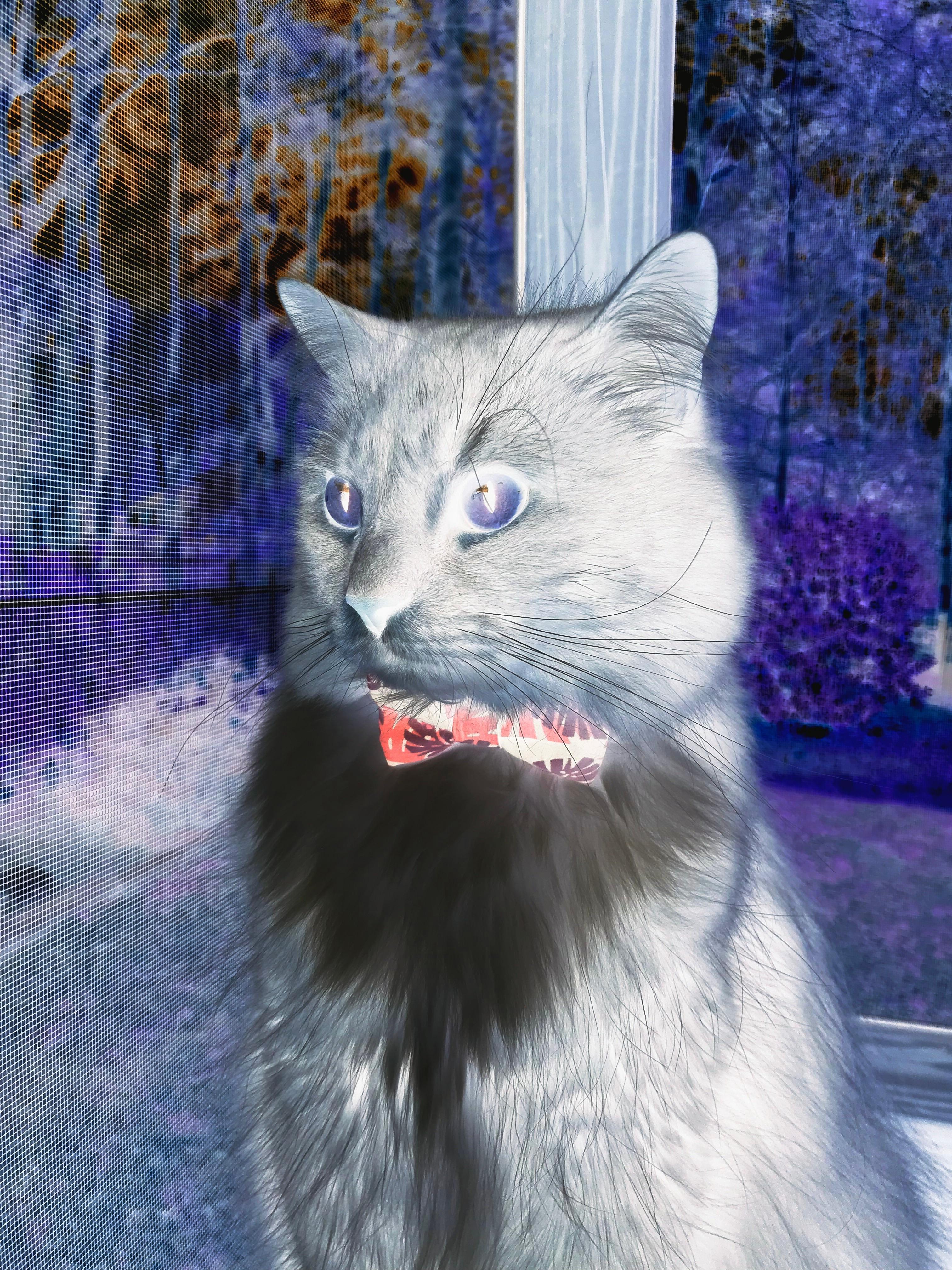 双线狂飙，当伯纳乌的狂想曲撞上NBA的肌肉丛林