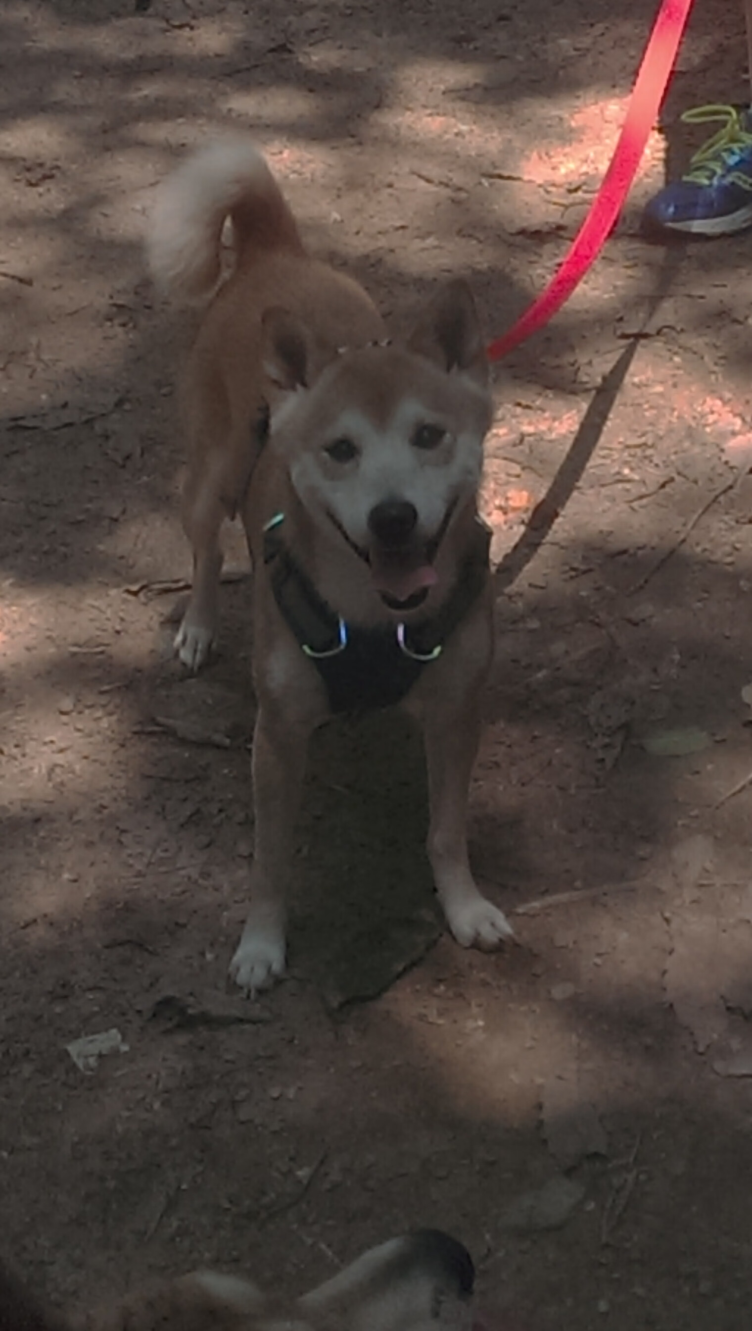 年度焦点之战，保罗封神之夜，全场最佳无争议