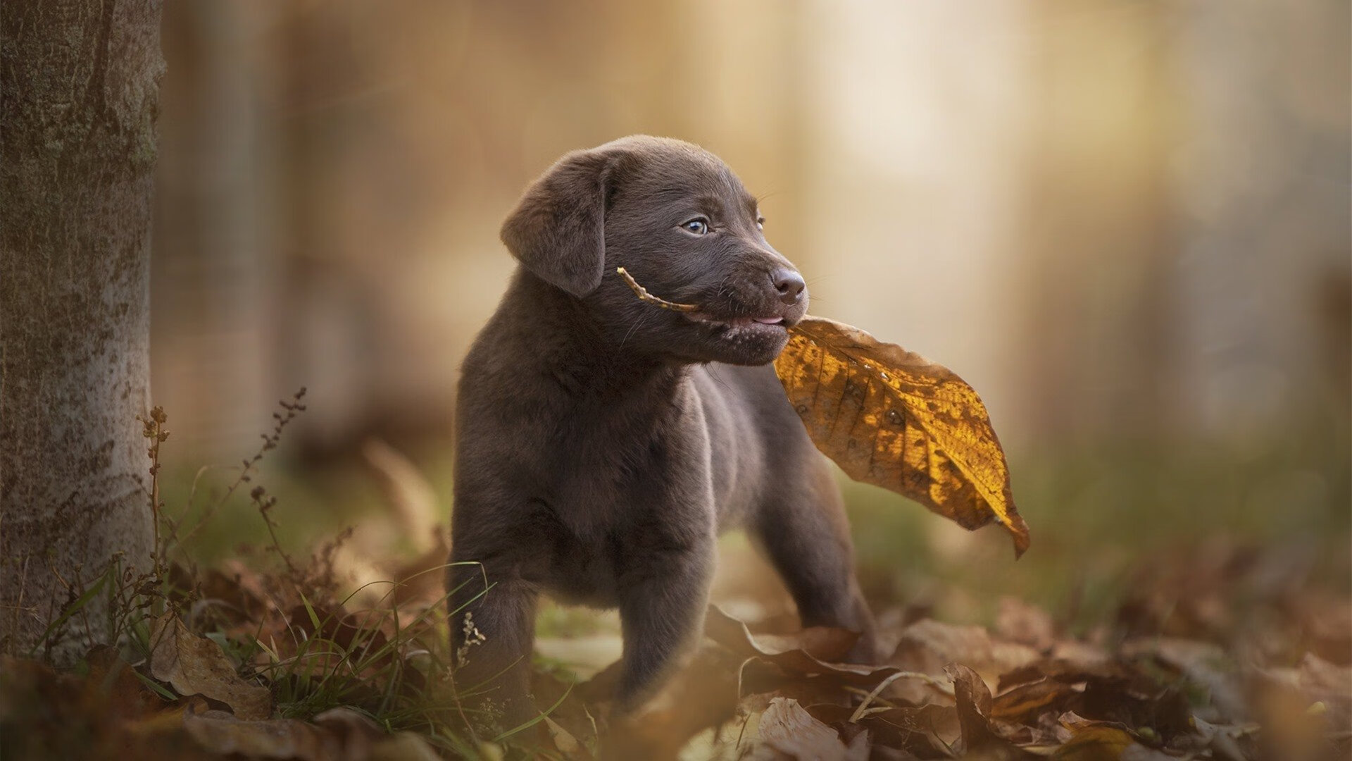 埃及之光，F1年度争冠焦点战中险胜拉齐奥的传奇之战