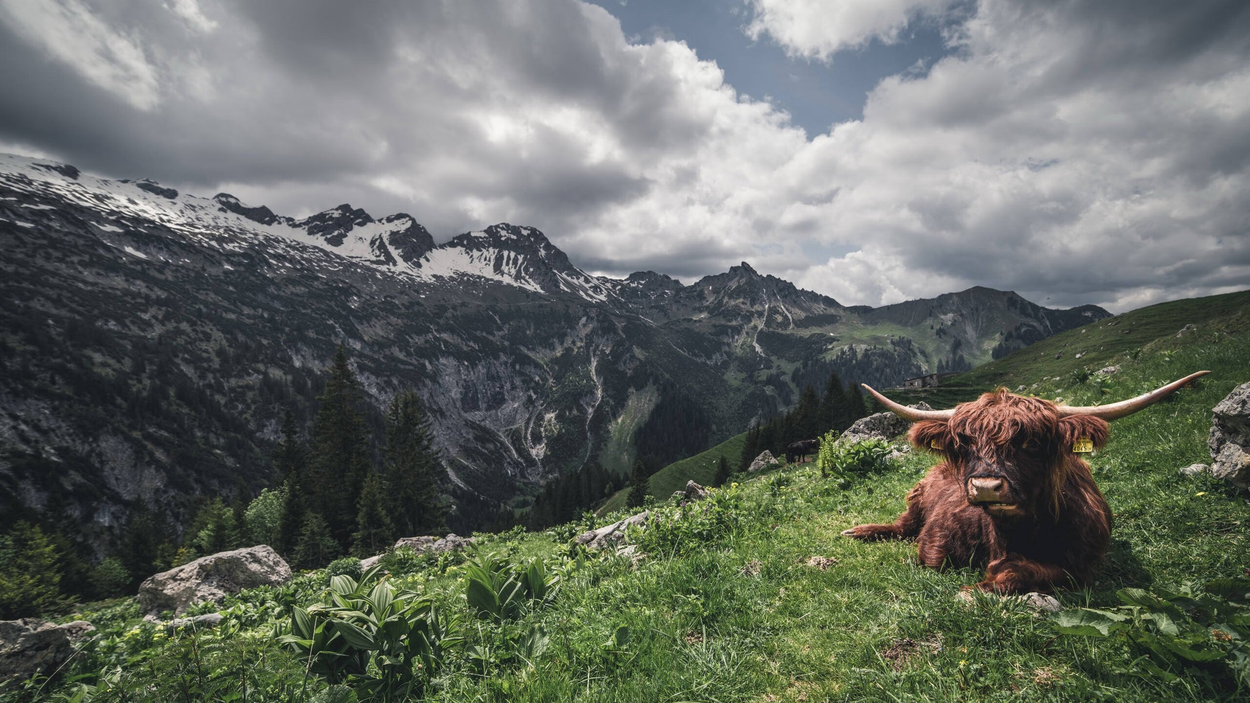 中场艺术家,萨卡如何以一己之力改写马里对阵安哥拉之战