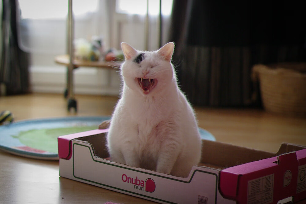 加纳掀翻摩纳哥，年度焦点战的激情与奇迹