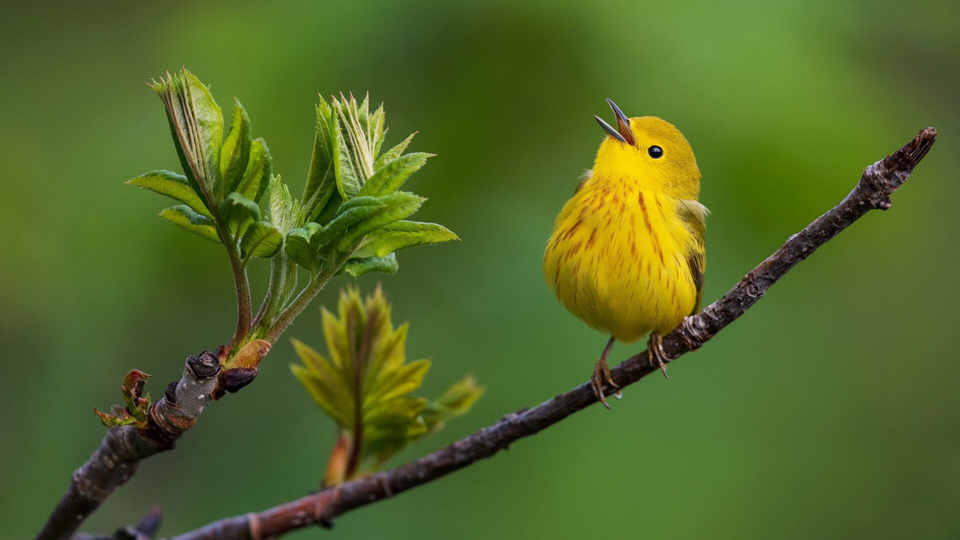 开云体育官网-铁血与火焰的洗礼，蒂亚戈于巴萨对阵法国之役完成自我救赎