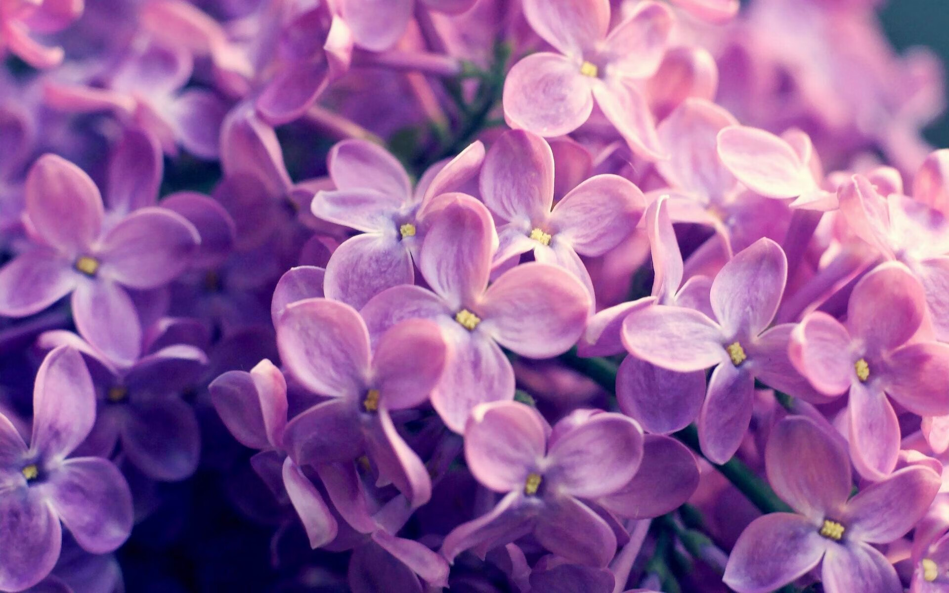 AC米兰的节奏掌控，哥伦比亚元素与穆勒的稳定输出